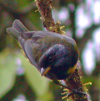 Aves&Conservación (Birdlife Ecuador)