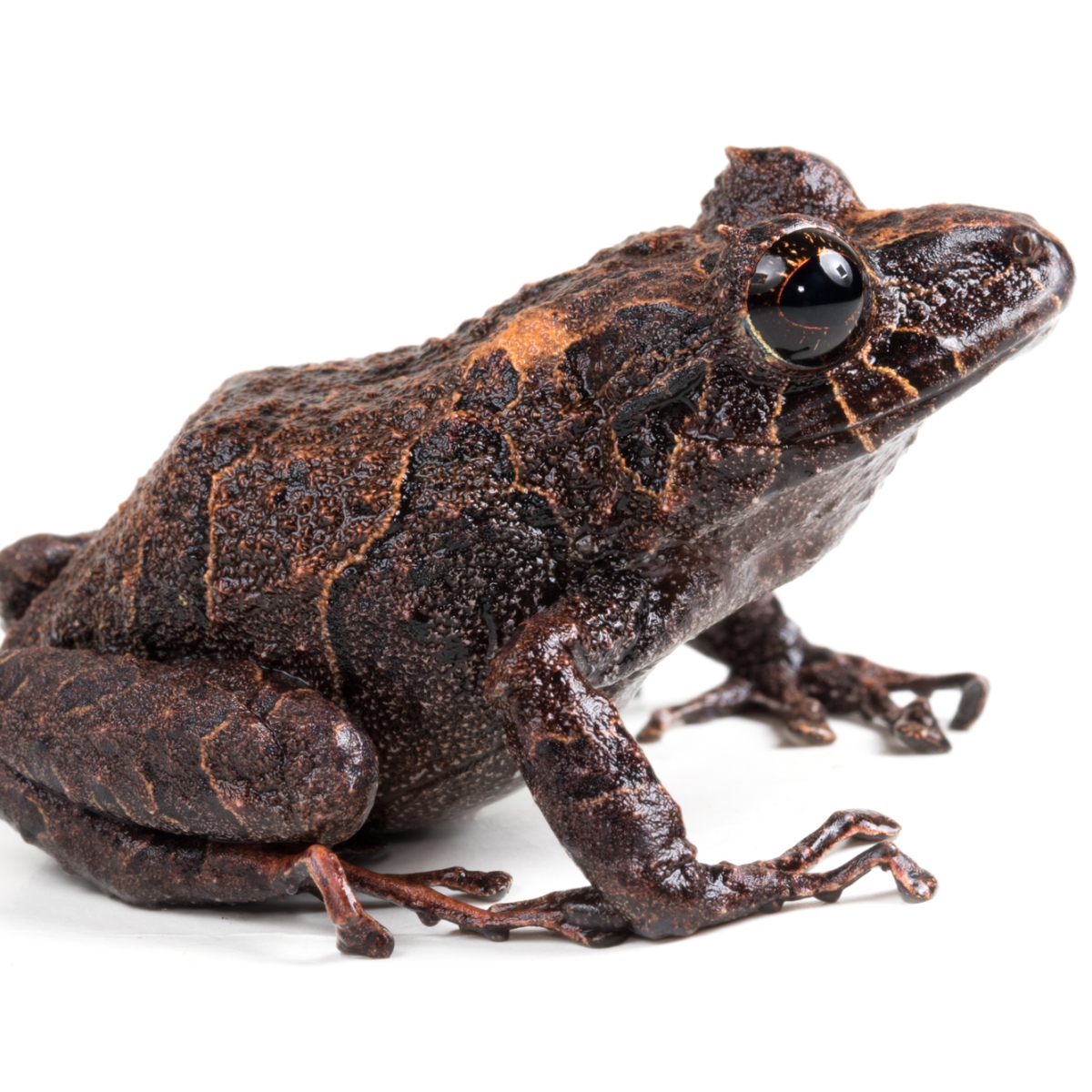 Pristimantis cisnerosi, una de las tres nuevas especies de ranas cutines del Chocó