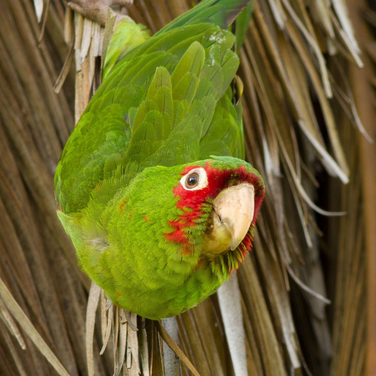 Aves de Guayaquil en el GBD