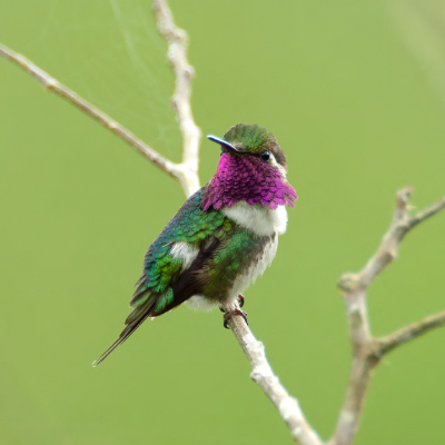 Más de 400 especies de aves amenazadas de extinción en Ecuador